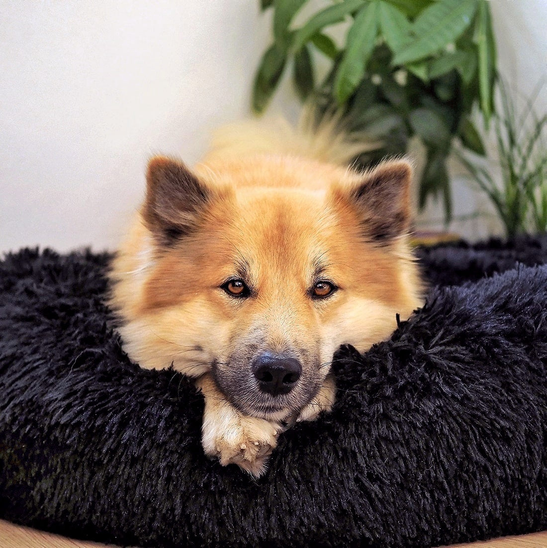 DogBed | Bequemes Hundebett | Ultimativer Komfort | Sicherheit und Schutz